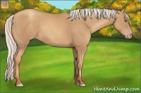 Horse Color:Silver Classic Champagne 