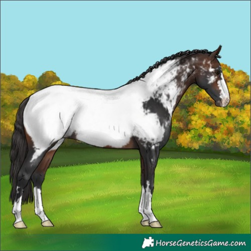 Horse Color:Brown Near Fewspot 