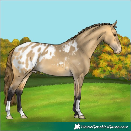 Horse Color:Buckskin Dun Blanket