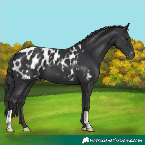 Horse Color:Black Near Leopard