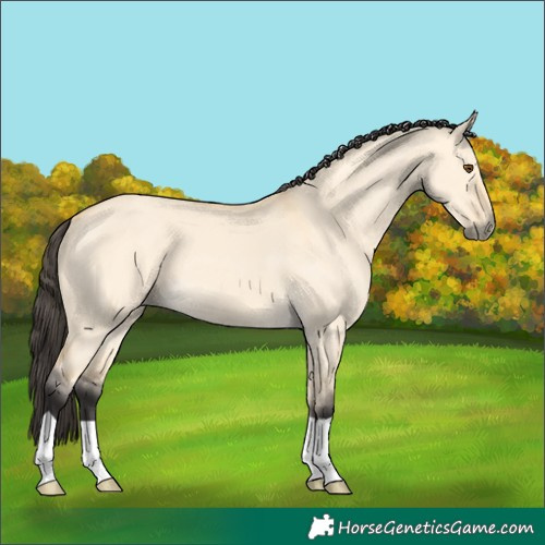 Horse Color:Buckskin Dun