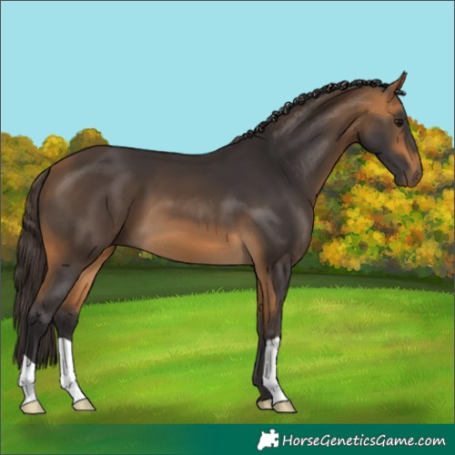 Horse Color:Buckskin 