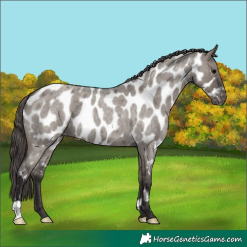 Horse Color:Smoky Grullo Roan Near Leopard 