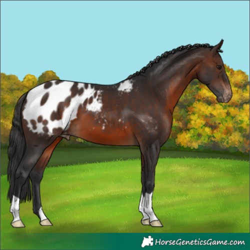 Horse Color:Brown Appaloosa 