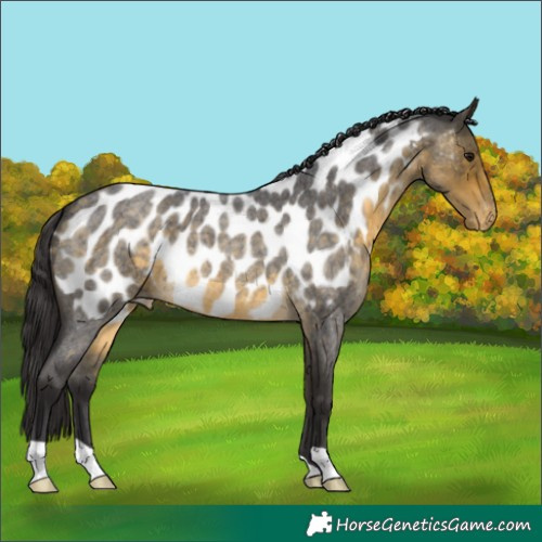 Horse Color:Buckskin Roan Near Leopard