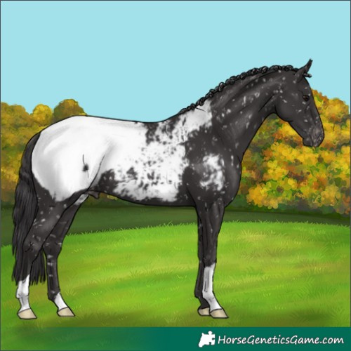 Horse Color:Smoky Black Appaloosa 