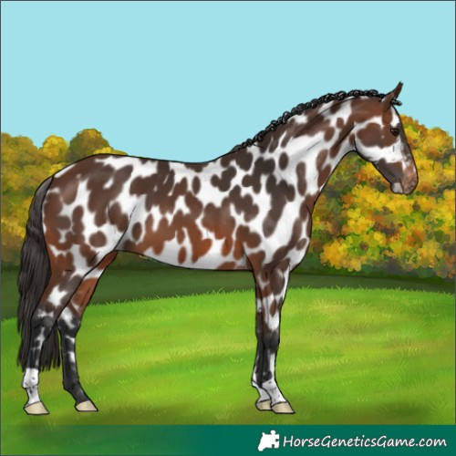 Horse Color:Brown Appaloosa 