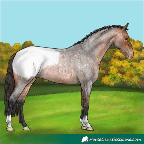 Horse Color:Bay Roan Snowcap