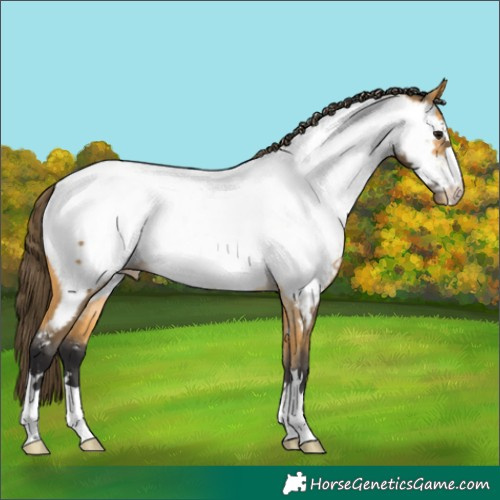 Horse Color:Buckskin Appaloosa