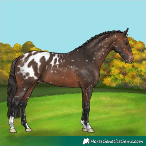 Horse Color:Brown Appaloosa