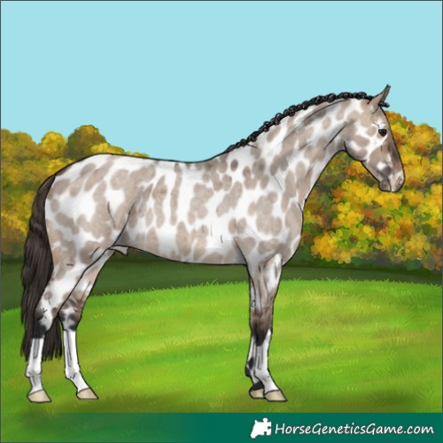 Horse Color:Brown Roan Dun Appaloosa 