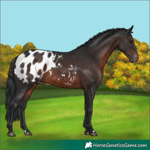Horse Color:Brown Blanket