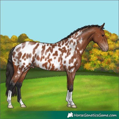 Horse Color:Bay Appaloosa 