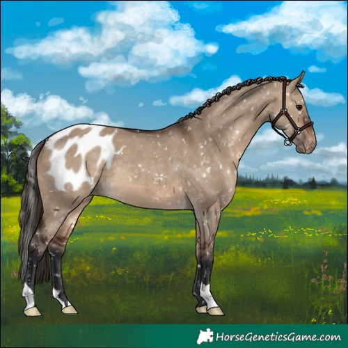 Horse Color:Brown Dun Blanket 
