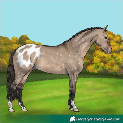 Horse Color:Brown Dun Appaloosa 