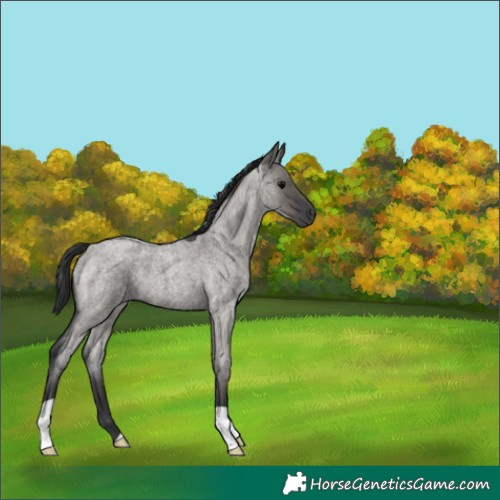 Horse Color:Grullo Roan