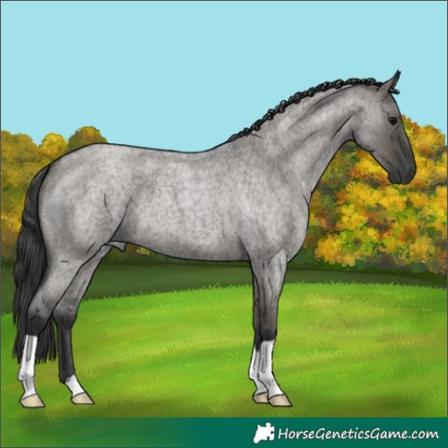 Horse Color:Grullo Roan