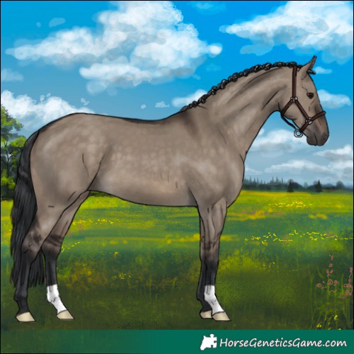 Horse Color:Brown Dun