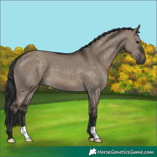 Horse Color:Brown Dun 