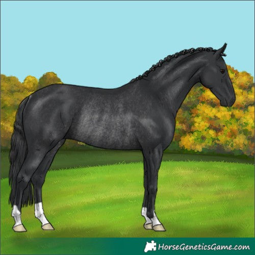 Horse Color:Black Rabicano