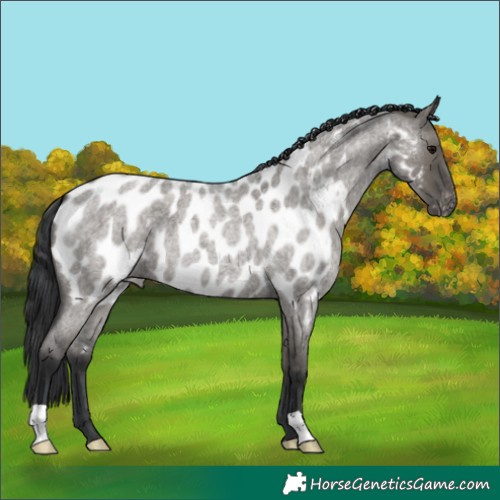 Horse Color:Grullo Roan Appaloosa