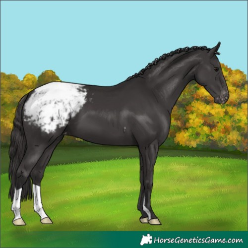 Horse Color:Smoky Black Snowcap 