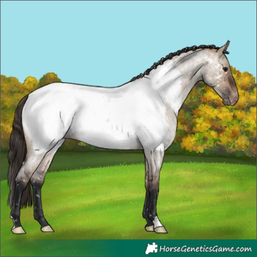 Horse Color:Brown Roan Dun Appaloosa 