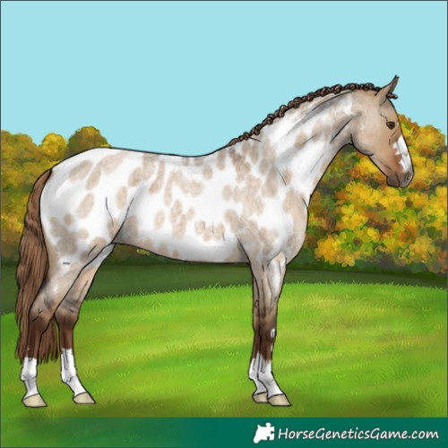 Horse Color:Gray Liver Red Dun Roan Near Leopard 