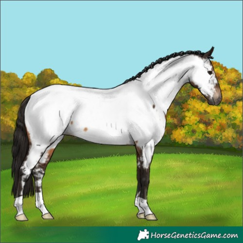 Horse Color:Gray Bay Appaloosa
