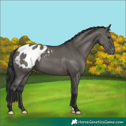 Horse Color:Grullo Appaloosa 