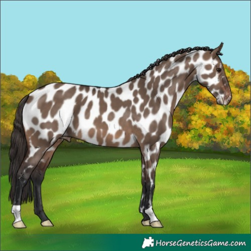 Horse Color:Brown Dun Appaloosa 