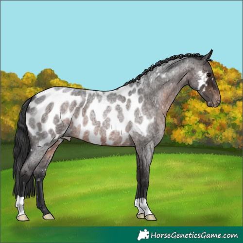 Horse Color:Brown Roan Near Leopard 