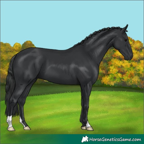 Horse Color:Black 