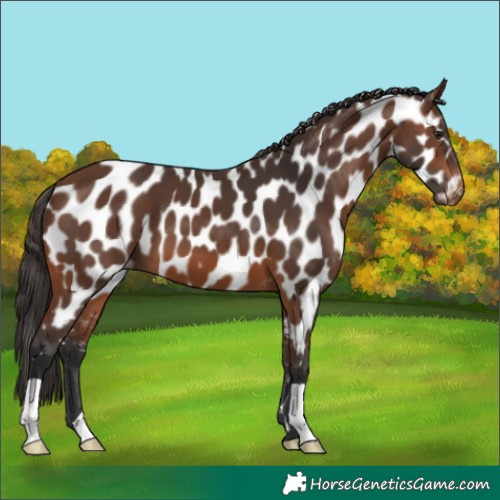 Horse Color:Brown Appaloosa 