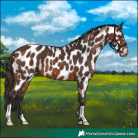Horse Color:Brown Appaloosa