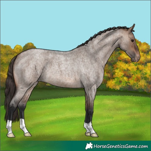 Horse Color:Brown Roan Dun Appaloosa 