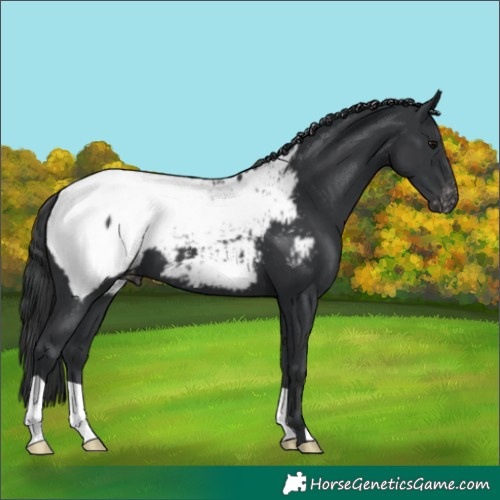 Horse Color:Black Near Fewspot 