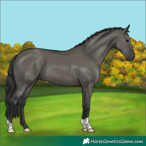 Horse Color:Grullo 