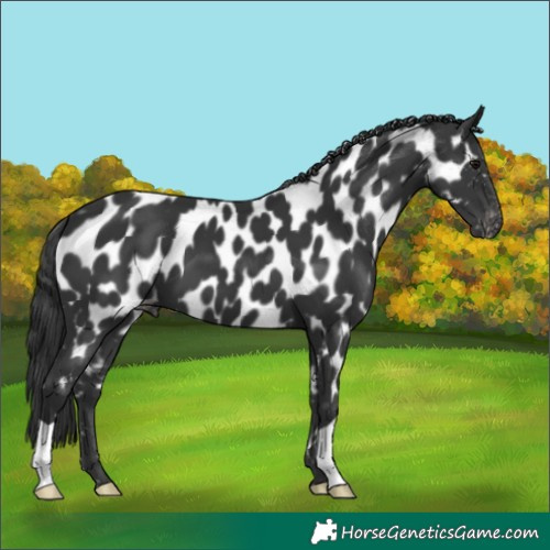 Horse Color:Black Appaloosa