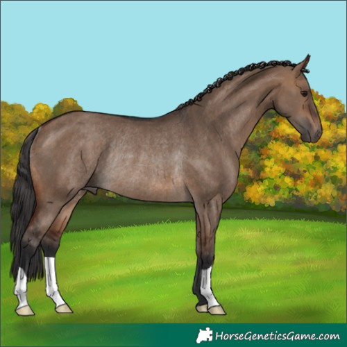 Horse Color:Brown Dun Rabicano 