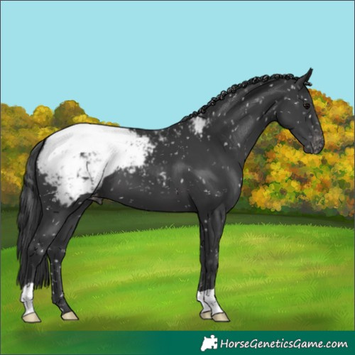Horse Color:Black Snowcap