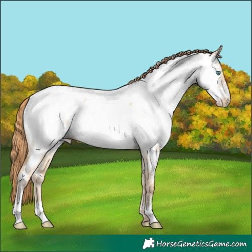 Horse Color:Smoky Grullo Pearl Appaloosa 