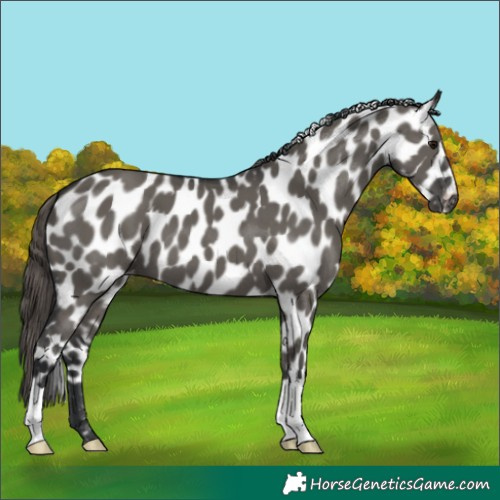 Horse Color:Grullo Appaloosa 