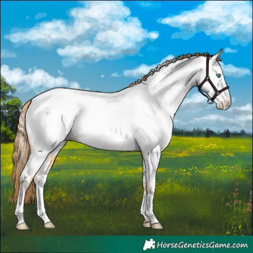 Horse Color:Smoky Black Pearl Appaloosa 