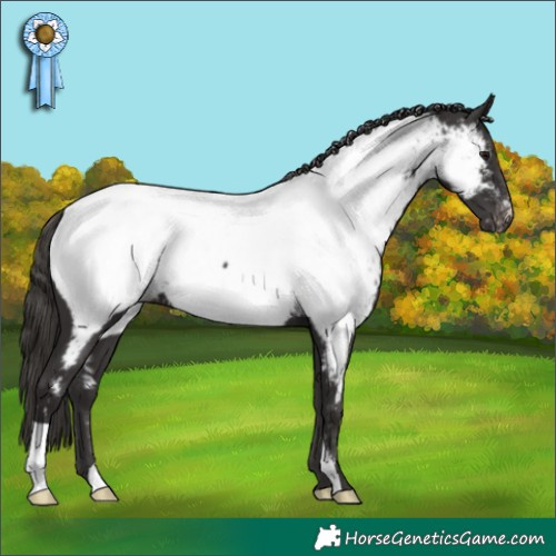 Horse Color:Smoky Black Appaloosa 