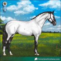 Horse Color:Smoky Black Appaloosa 