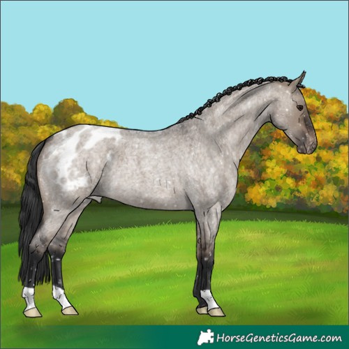 Horse Color:Brown Roan Dun Appaloosa