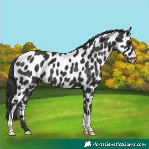 Horse Color:Black Appaloosa 