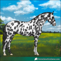Horse Color:Black Appaloosa