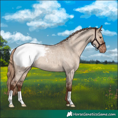 Horse Color:Liver Red Dun Roan Appaloosa